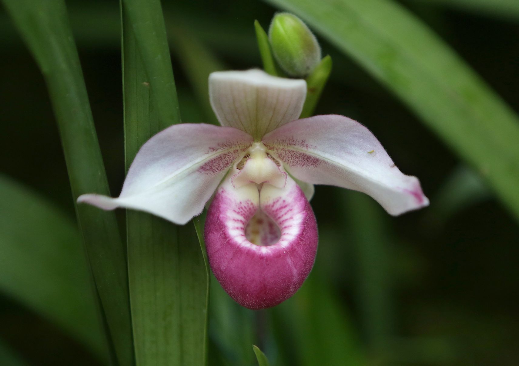 Orchid Show opens at Missouri Botanical Garden